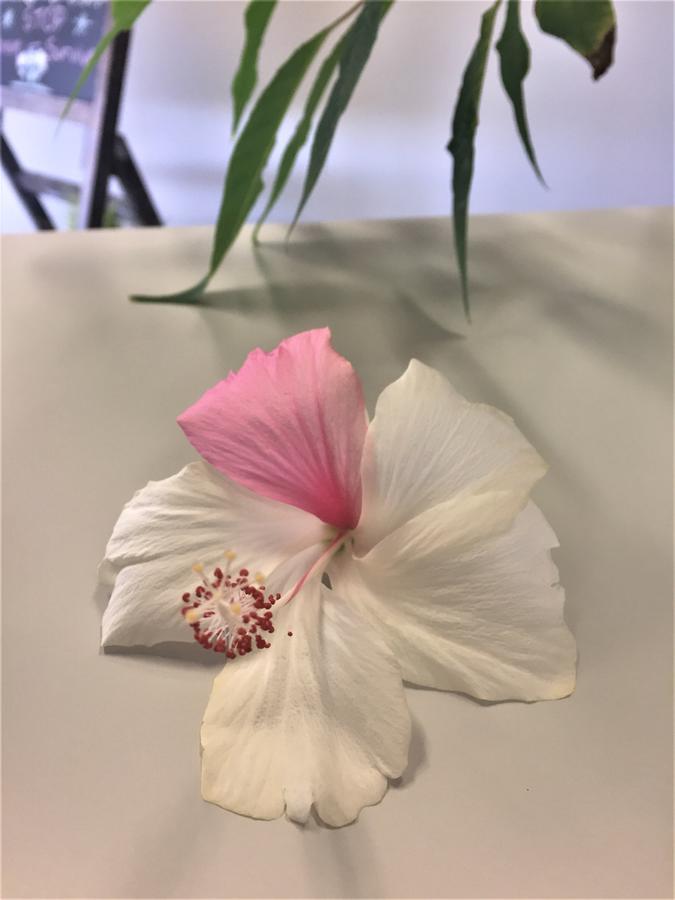 塞杜纳汽车旅馆 外观 照片